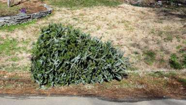 curbside_christmas_tree