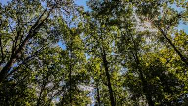 tall trees in the forest with blue skys and sun in the background